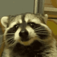 emoji/raccoon-eat.gif