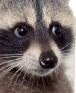 emoji/raccoon-face.png
