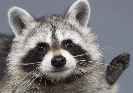 emoji/raccoon.png