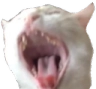 emoji/screaming-cat.png
