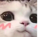 emoji/uwucat.png