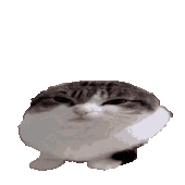 emoji/wawa-cat-fast.png
