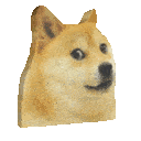 doge.gif