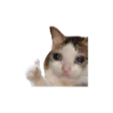 emoji/catthumbsup.png