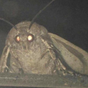 emoji/moth.png